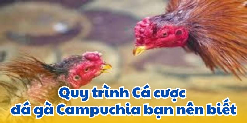 Quy trình Cá cược đá gà Campuchia bạn nên biết