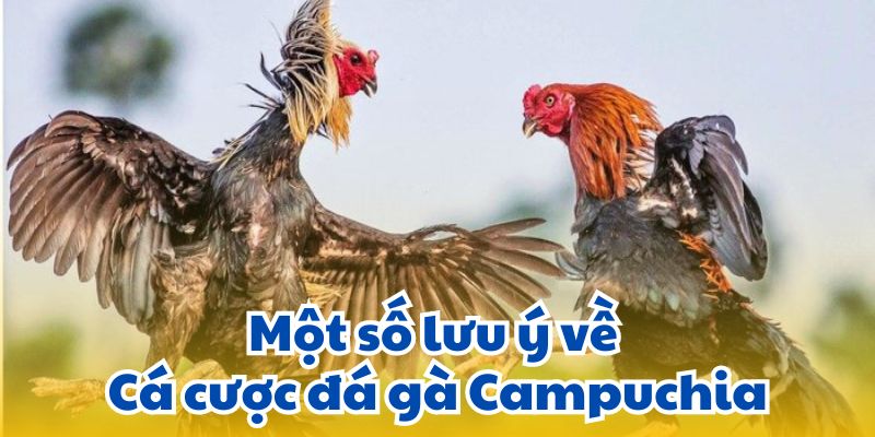 Một số lưu ý về Cá cược đá gà Campuchia